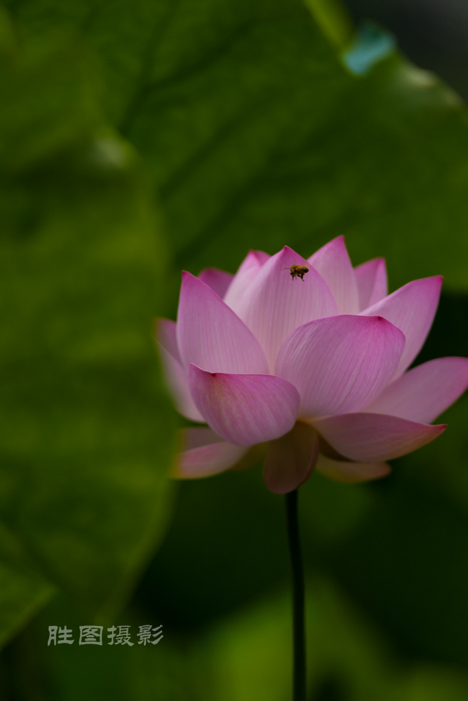 唐闸公园20151-320 秒 (f - 3.5)-28.jpg