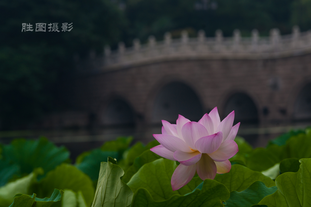 启秀园20151-50 秒 (f - 9.0).JPG