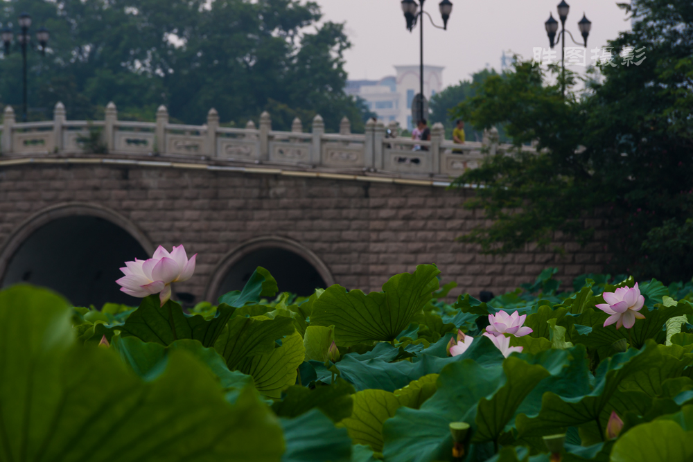 启秀园20151-50 秒 (f - 9.0)-2.JPG