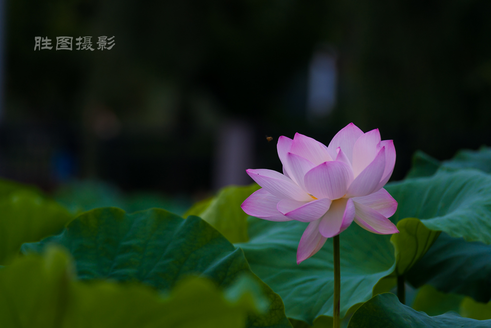 启秀园20151-320 秒 (f - 3.5)-21.JPG