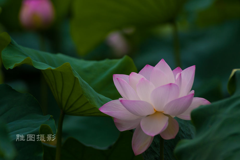 启秀园20151-320 秒 (f - 3.5)-32.JPG