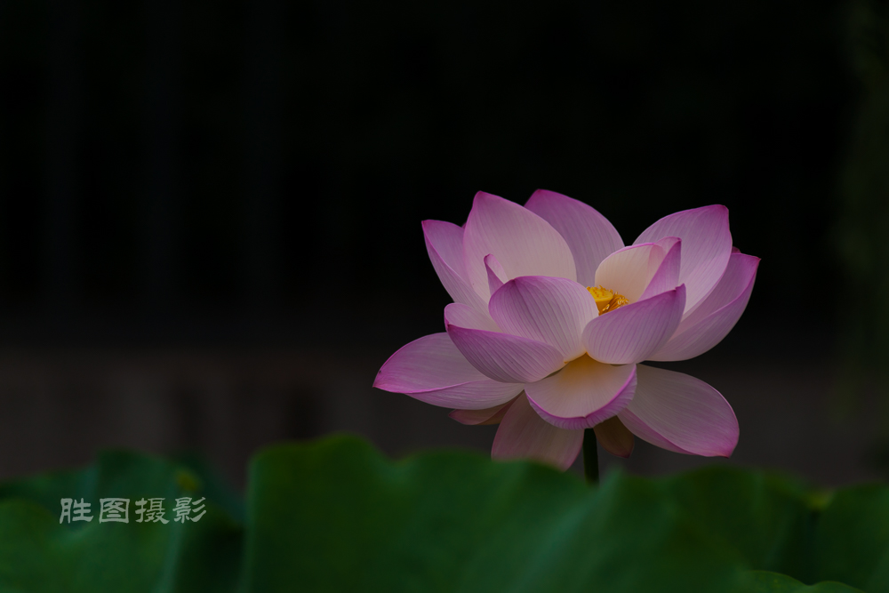 启秀园20151-400 秒 (f - 3.5)-16.JPG