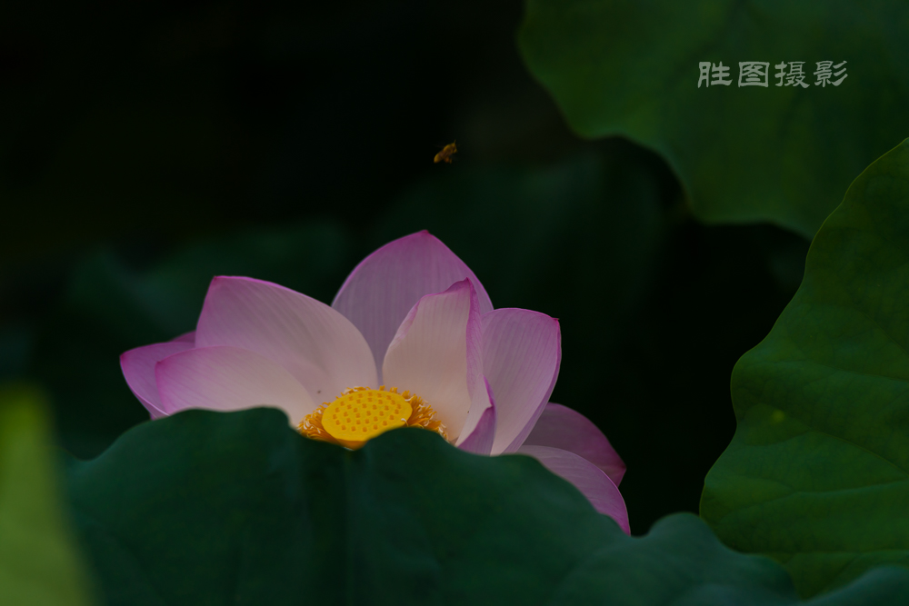 启秀园20151-400 秒 (f - 3.5)-18.JPG