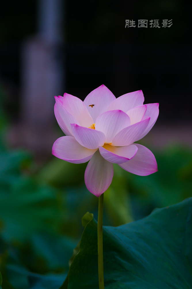 启秀园20151-400 秒 (f - 3.5).JPG