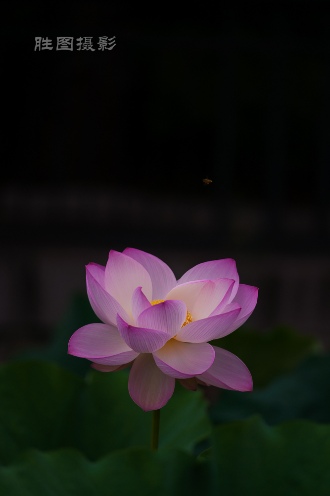 启秀园20151-640 秒 (f - 2.8)-12.JPG