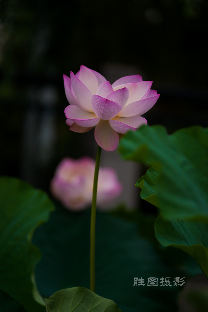 启秀园20151-640 秒 (f - 2.8)-13.JPG