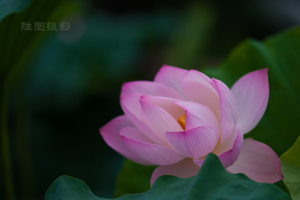 启秀园荷花20150709160 mm1-1000 秒 (