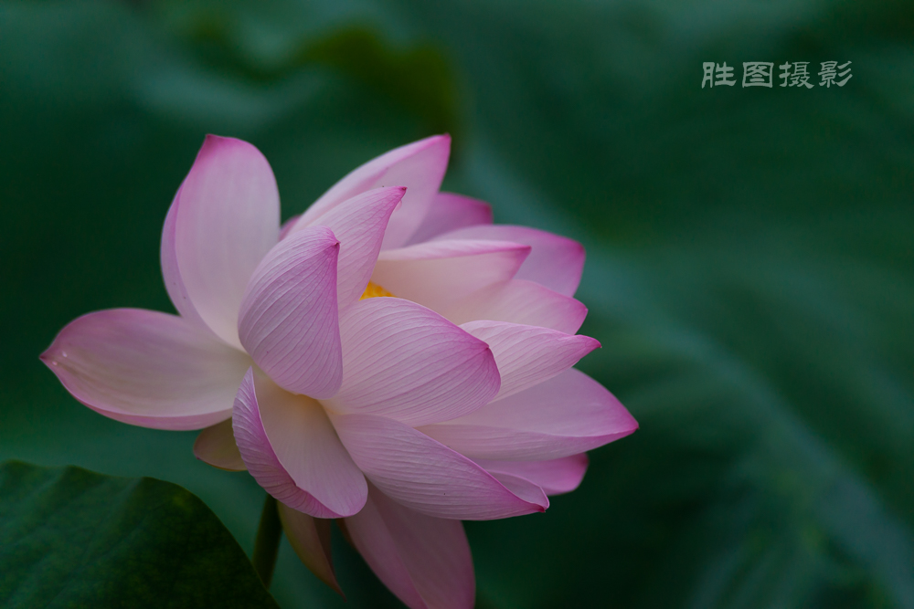 启秀园荷花20150709200 mm1-640 秒 (