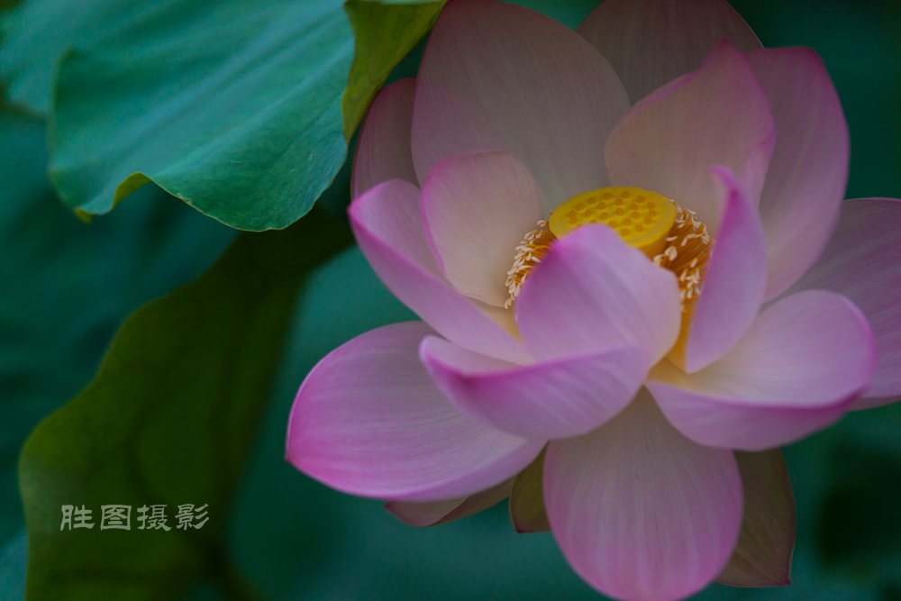 启秀园荷花20150709200 mm1-640 秒 (