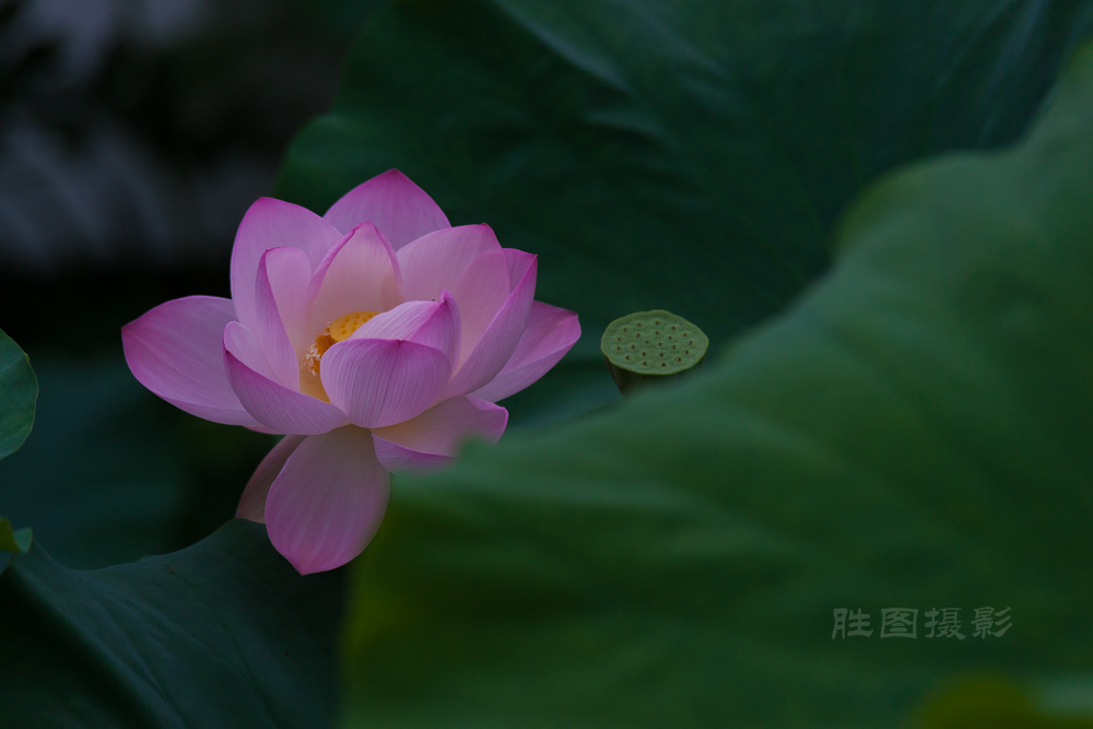 启秀园荷花20150709200 mm1-1000 秒 (