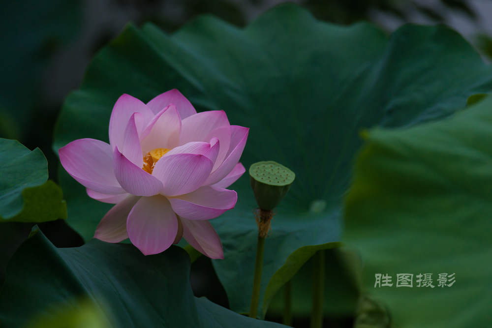 启秀园荷花20150709200 mm1-1000 秒 (