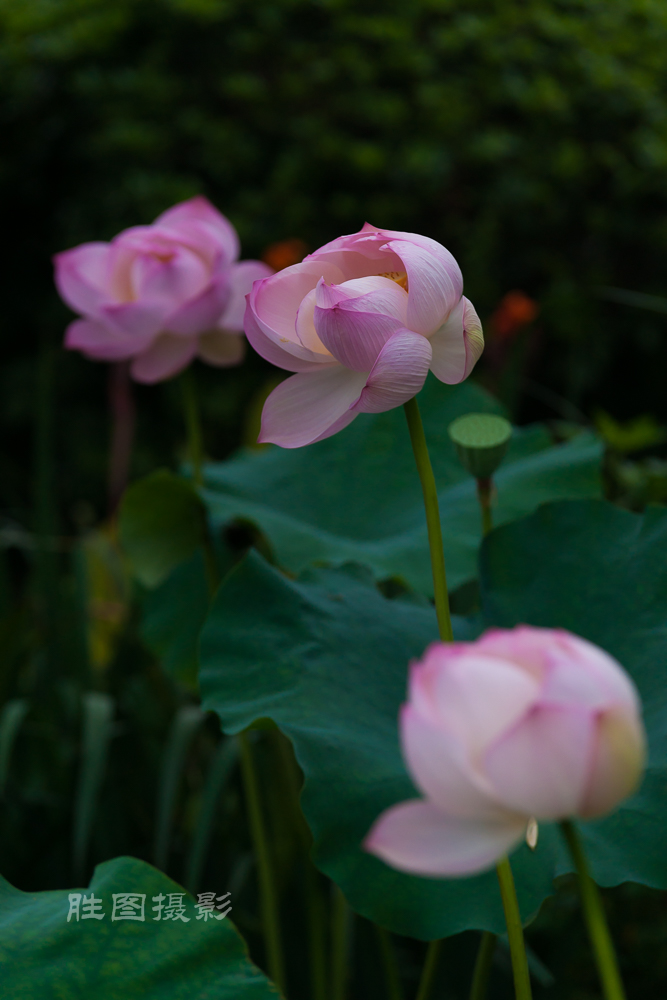 启秀园荷花20150709150 mm1-500 秒 (