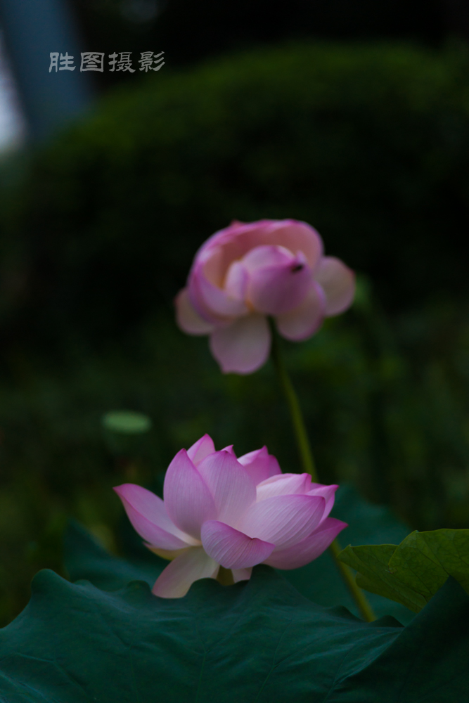 启秀园荷花20150709200 mm1-800 秒 (