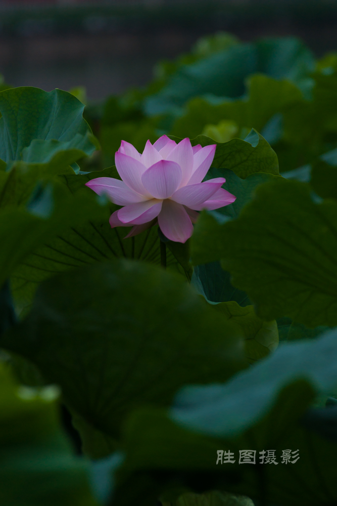 启秀园荷花20150709200 mm1-1000 秒 (