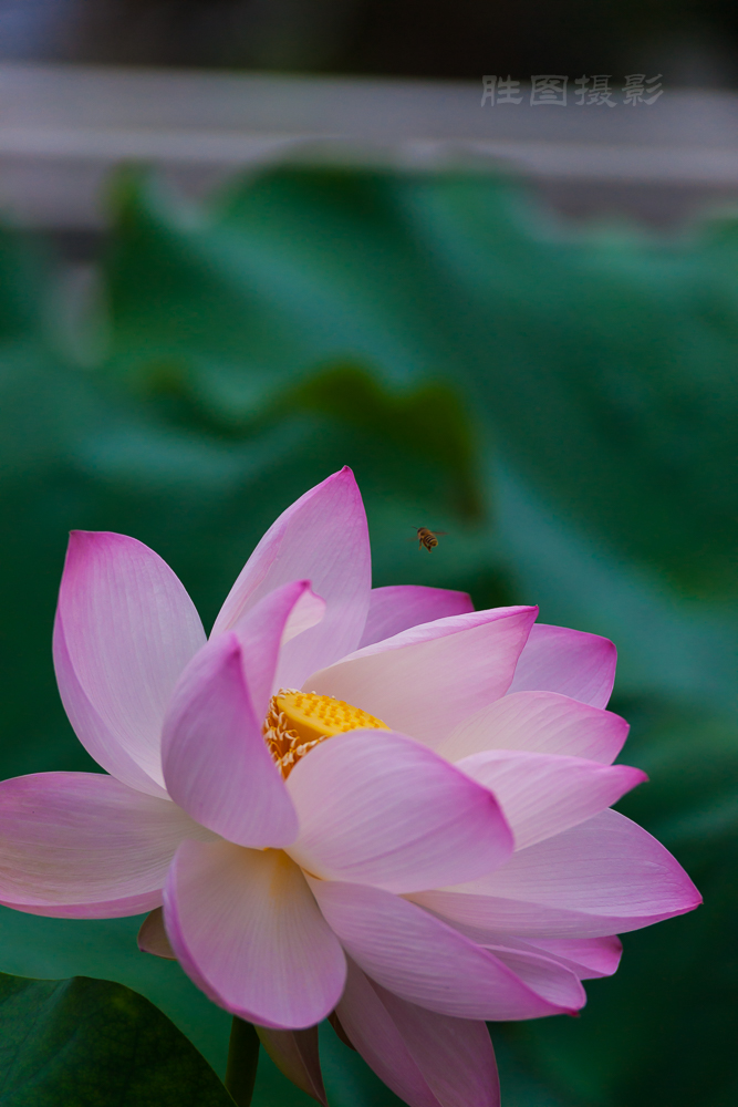 启秀园荷花20150709200 mm1-1000 秒 (