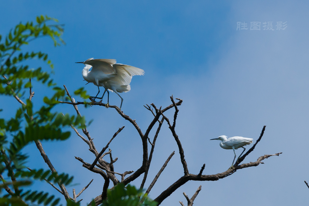 白鹭20150710-1-1250 秒 (