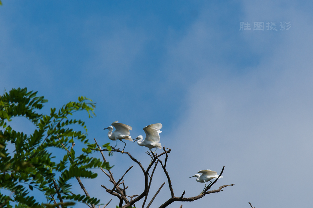 白鹭20150710-1-1250 秒 (