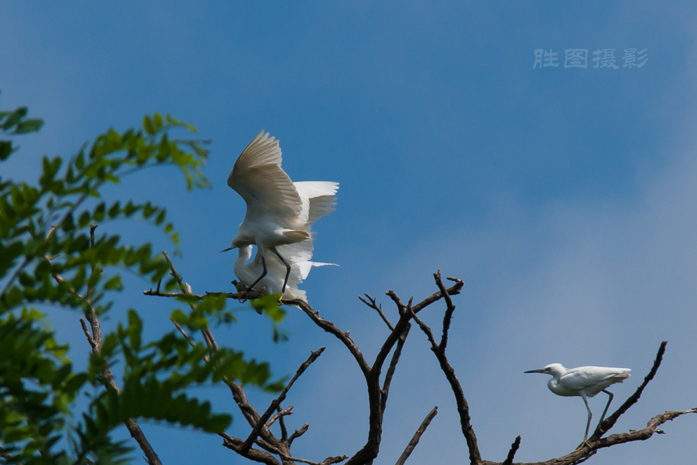 白鹭20150710-1-1250 秒 (