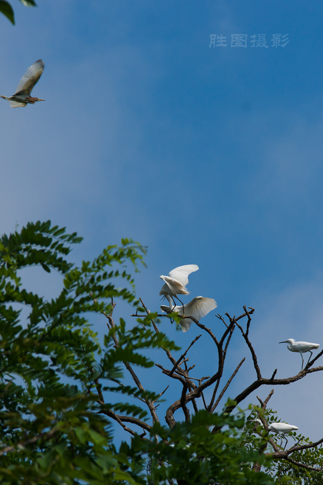 白鹭20150710-1-1250 秒 (