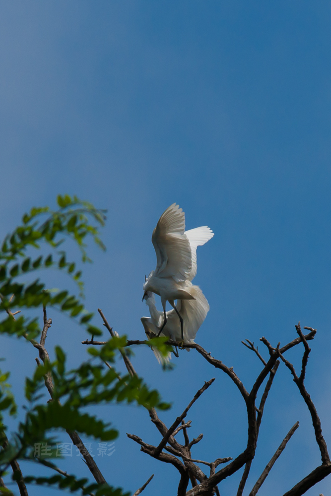 白鹭20150710-1-1250 秒 (