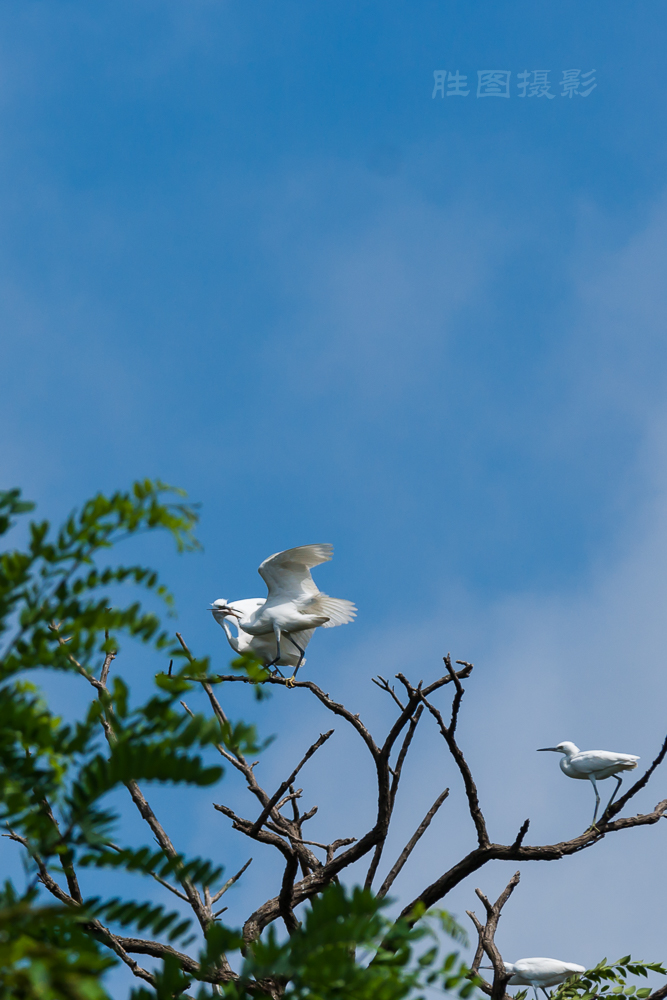 白鹭20150710-1-1250 秒 (