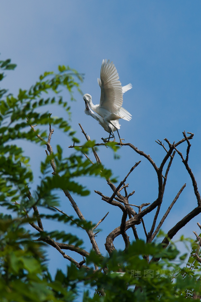 白鹭20150710-1-1250 秒 (