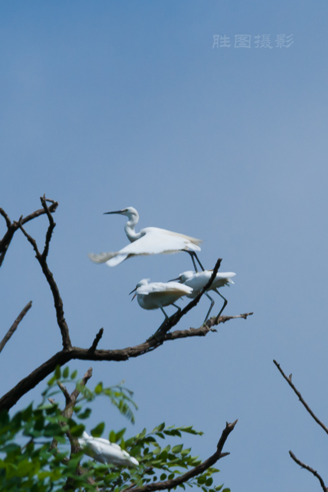 白鹭20150710-1-1250 秒 (