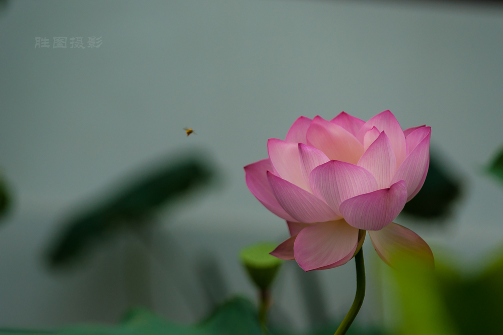 启秀园公园风景20151-640 秒 (f - 3.2)ISO 200150 mm-9.JPG