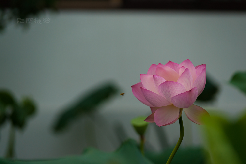 启秀园公园风景20151-640 秒 (f - 3.2)ISO 200150 mm-10.JPG