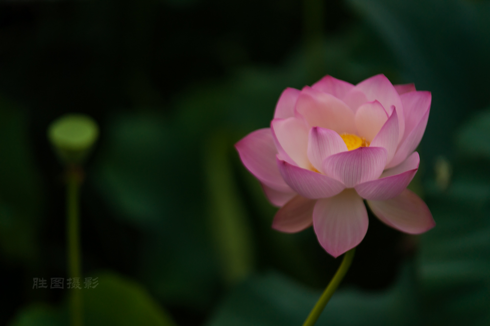 启秀园公园风景20151-640 秒 (f - 3.2)ISO 200200 mm-78.JPG