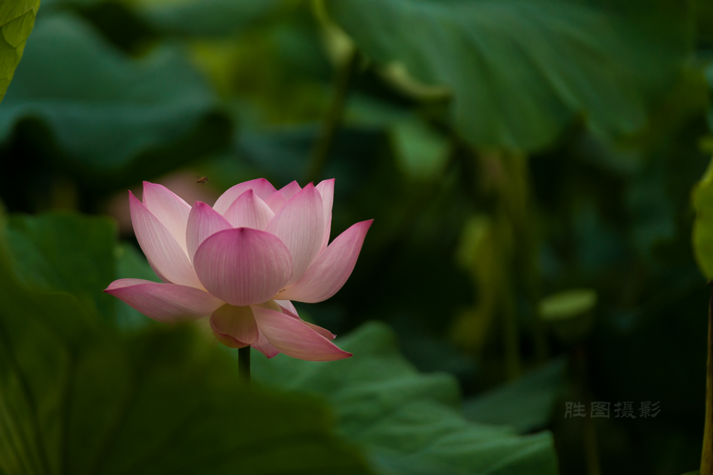 启秀园公园风景20151-640 秒 (f - 3.2)ISO 200200 mm-81.JPG