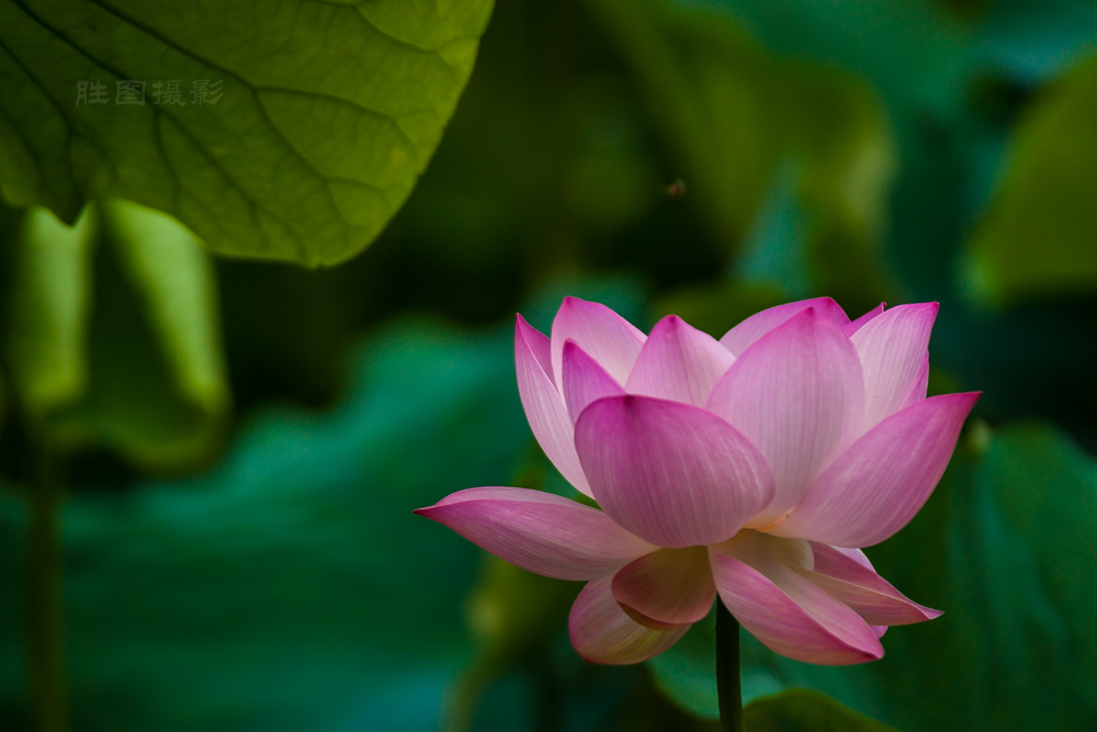 启秀园公园风景20151-640 秒 (f - 3.2)ISO 200200 mm-93.JPG