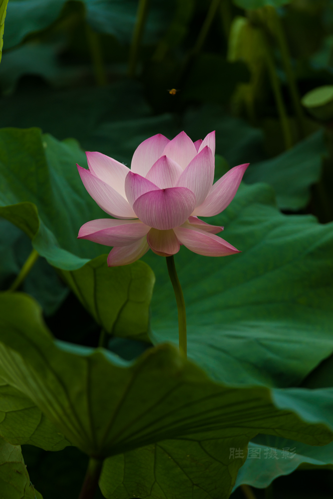 启秀园公园风景20151-100 秒 (f - 5.6)ISO 200200 mm-2.JPG