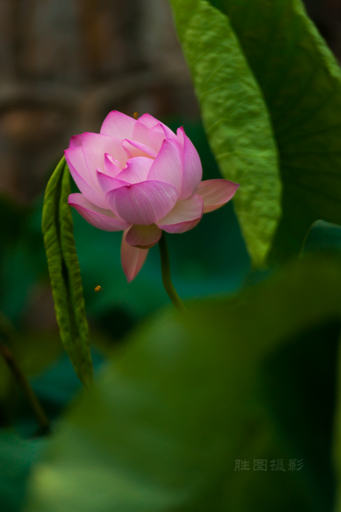 启秀园公园风景20151-640 秒 (f - 2.8)ISO 200200 mm-15.JPG