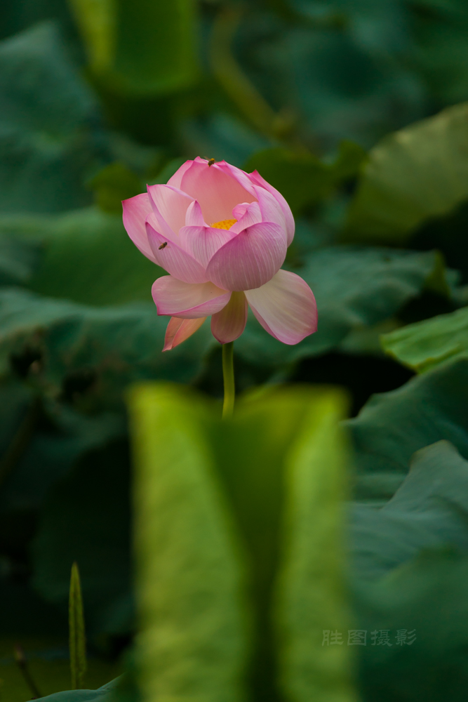 启秀园公园风景20151-640 秒 (f - 2.8)ISO 200200 mm-22.JPG