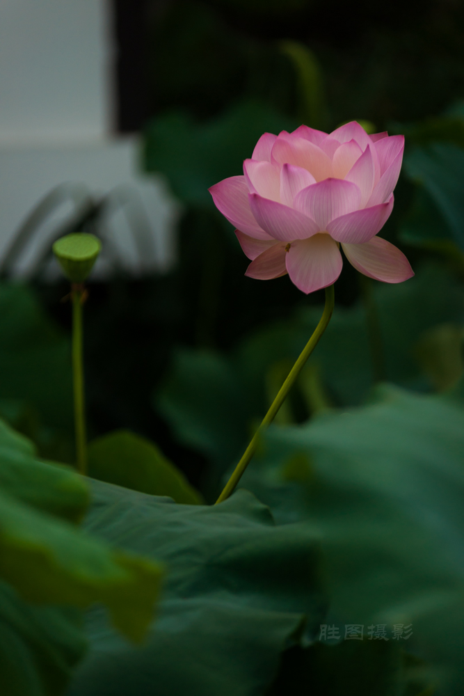 启秀园公园风景20151-640 秒 (f - 3.2)ISO 200150 mm-7.JPG