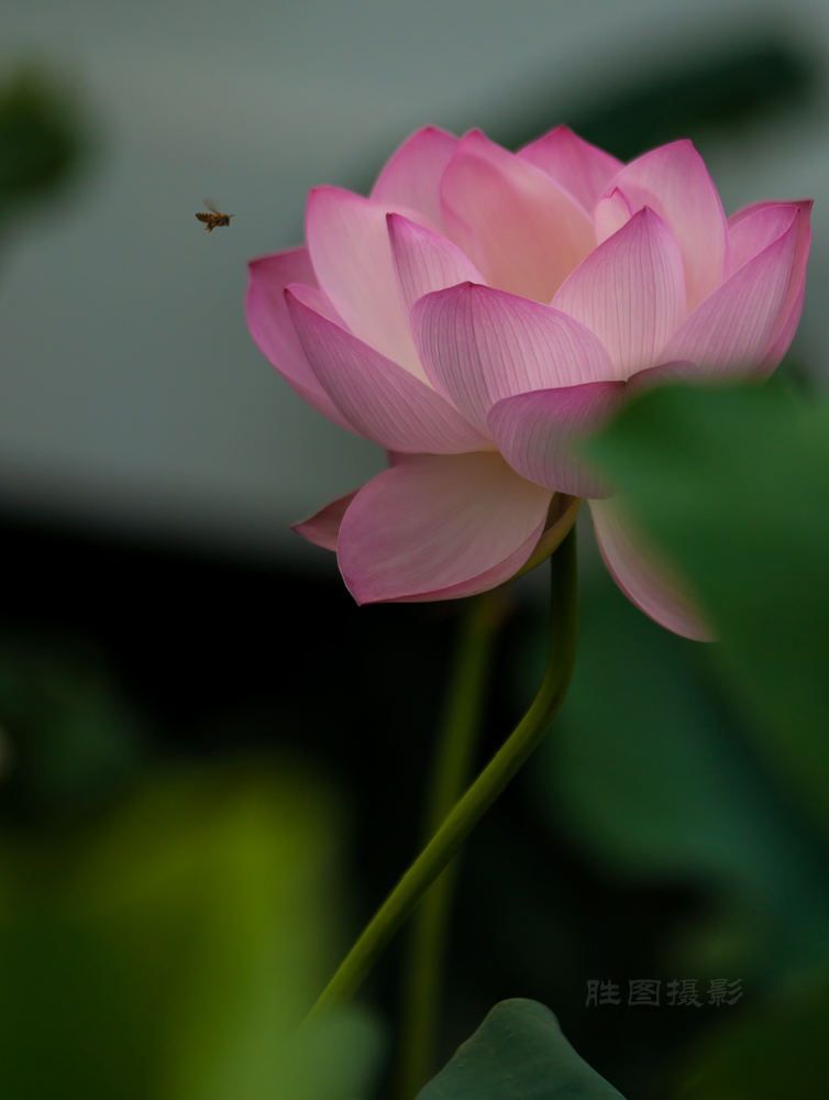 启秀园公园风景20151-640 秒 (f - 3.2)ISO 200200 mm-68.JPG