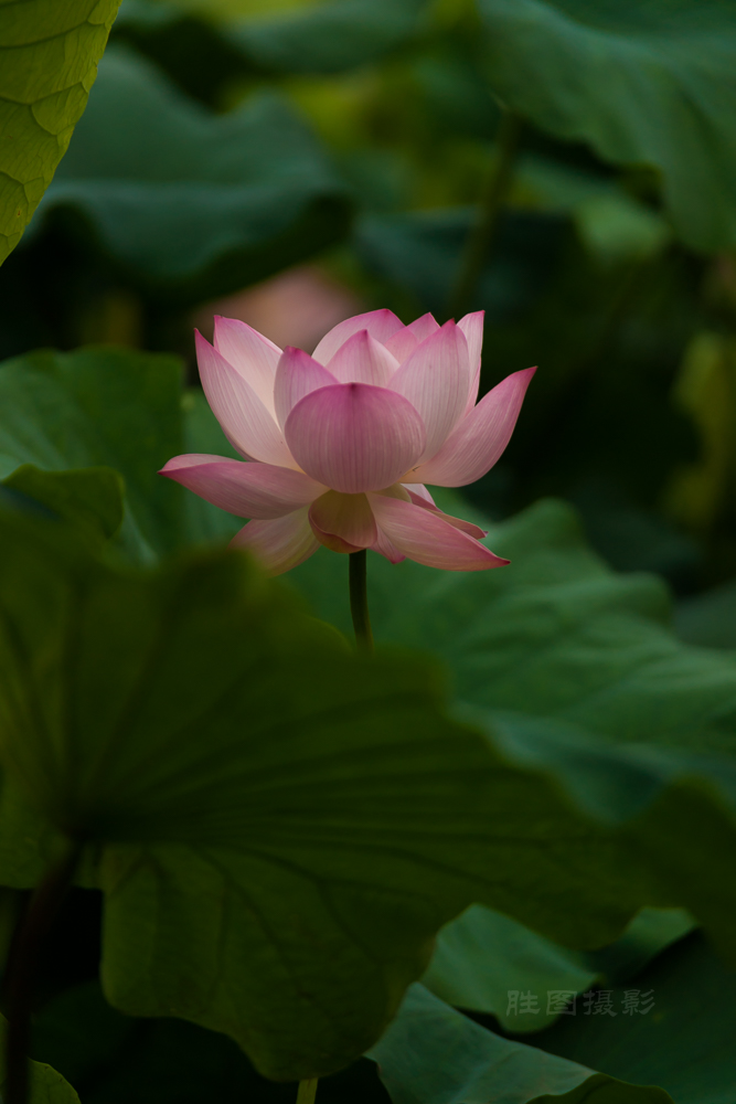 启秀园公园风景20151-640 秒 (f - 3.2)ISO 200200 mm-80.JPG