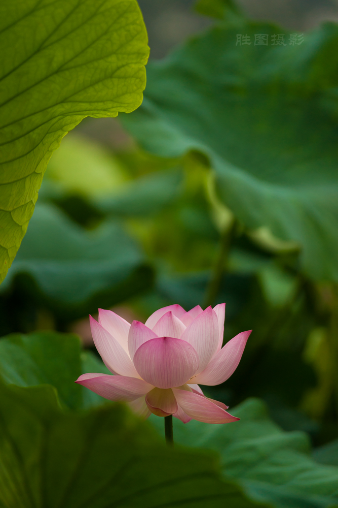 启秀园公园风景20151-640 秒 (f - 3.2)ISO 200200 mm-91.JPG