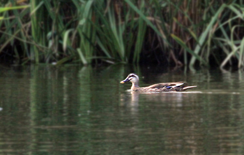 斑嘴鸭.jpg