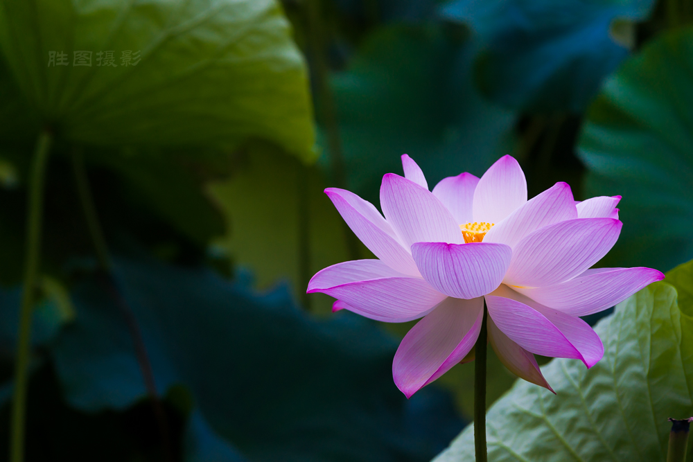 启秀园荷花20150716140 mm1-320 秒 (