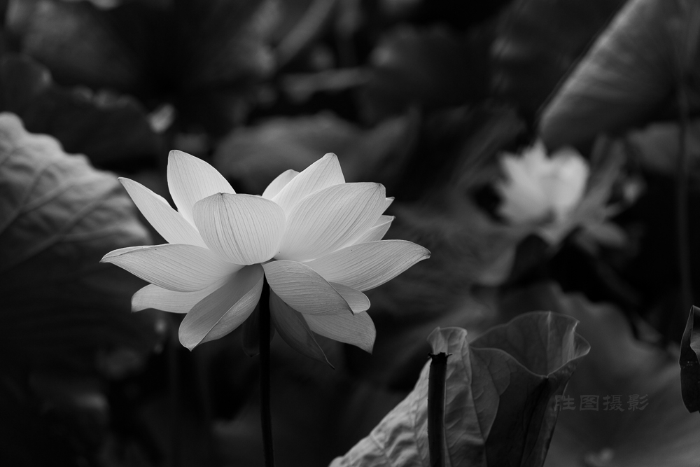 启秀园荷花20150716150 mm1-320 秒 (