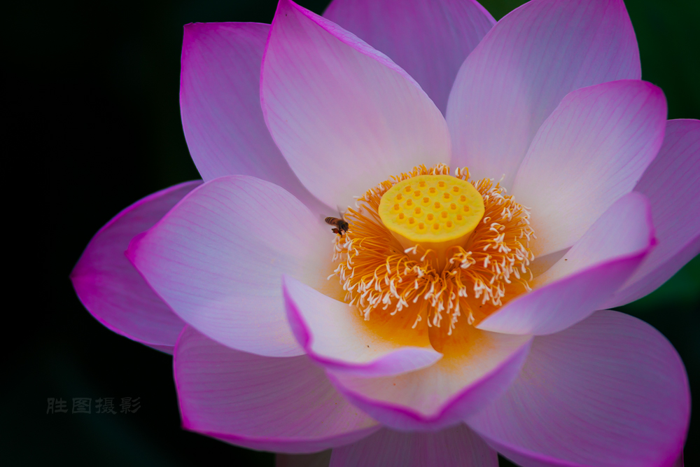 启秀园荷花20150716200 mm1-640 秒 (