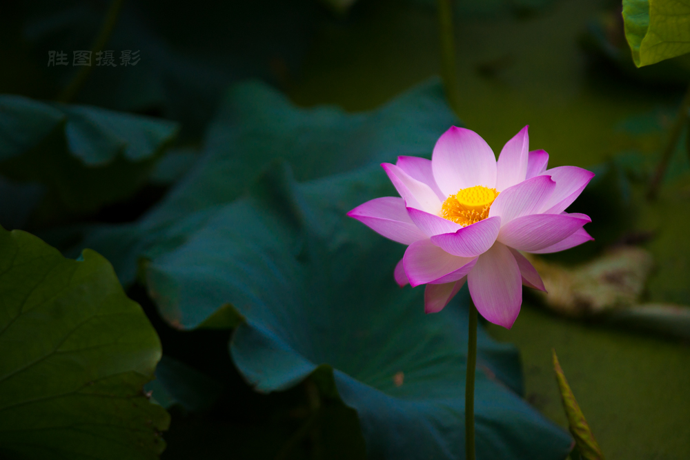 启秀园荷花20150717180 mm1-2000 秒 (