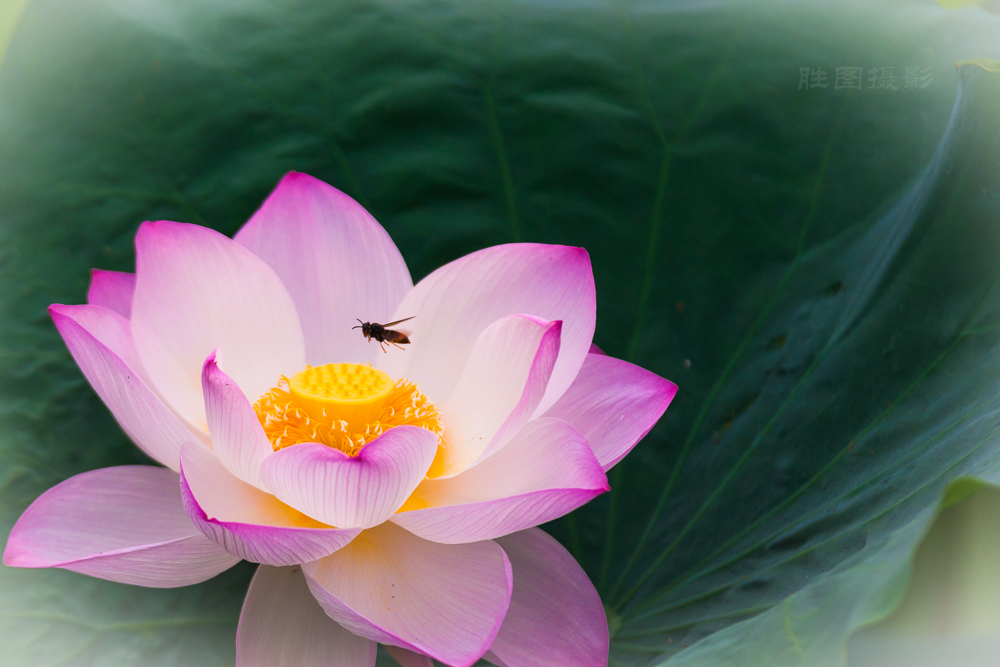 启秀园荷花20150717200 mm1-1600 秒 (