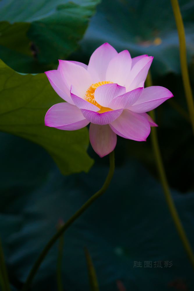 启秀园荷花20150716120 mm1-640 秒 (