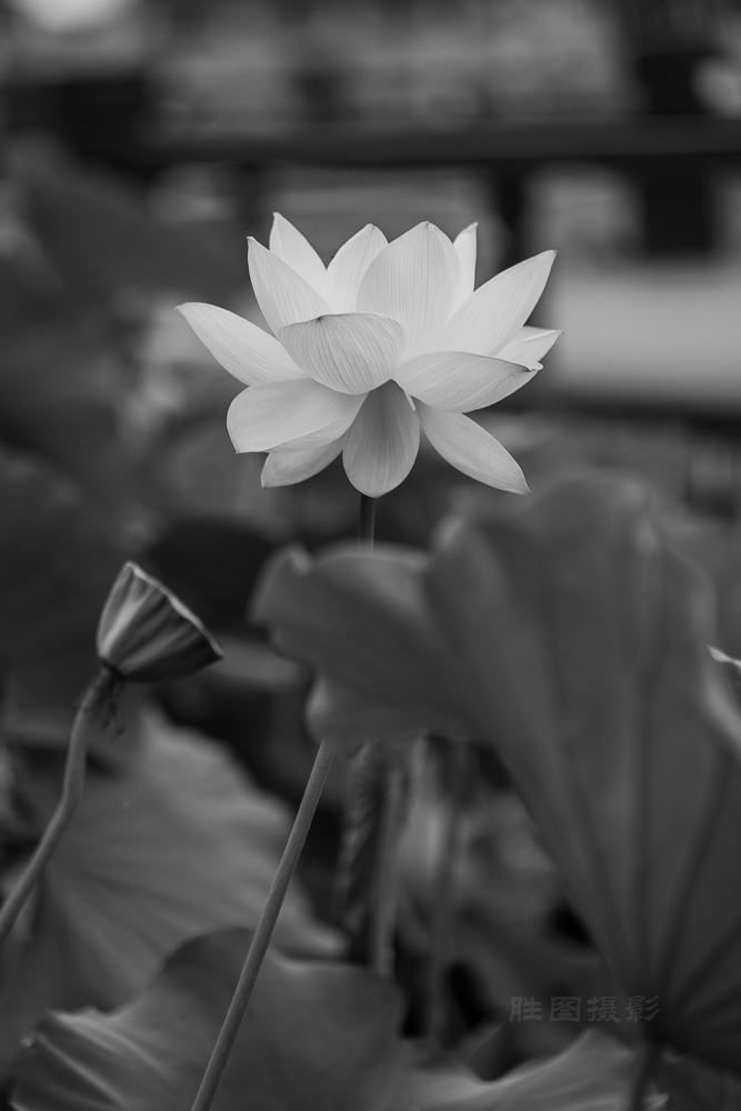 启秀园荷花20150716160 mm1-250 秒 (