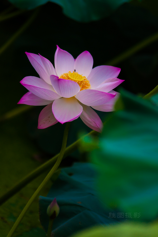 启秀园荷花20150716180 mm1-800 秒 (