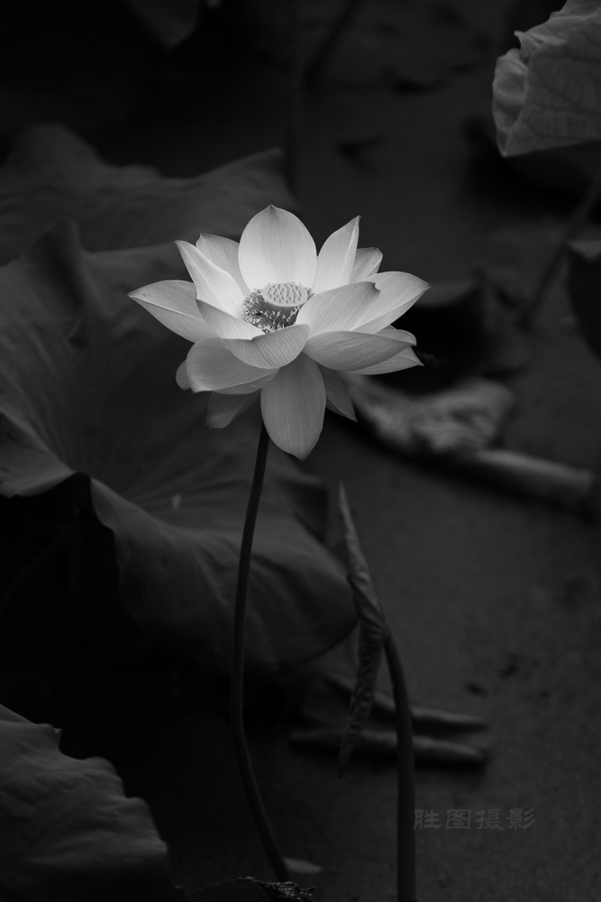 启秀园荷花20150717180 mm1-2000 秒 (