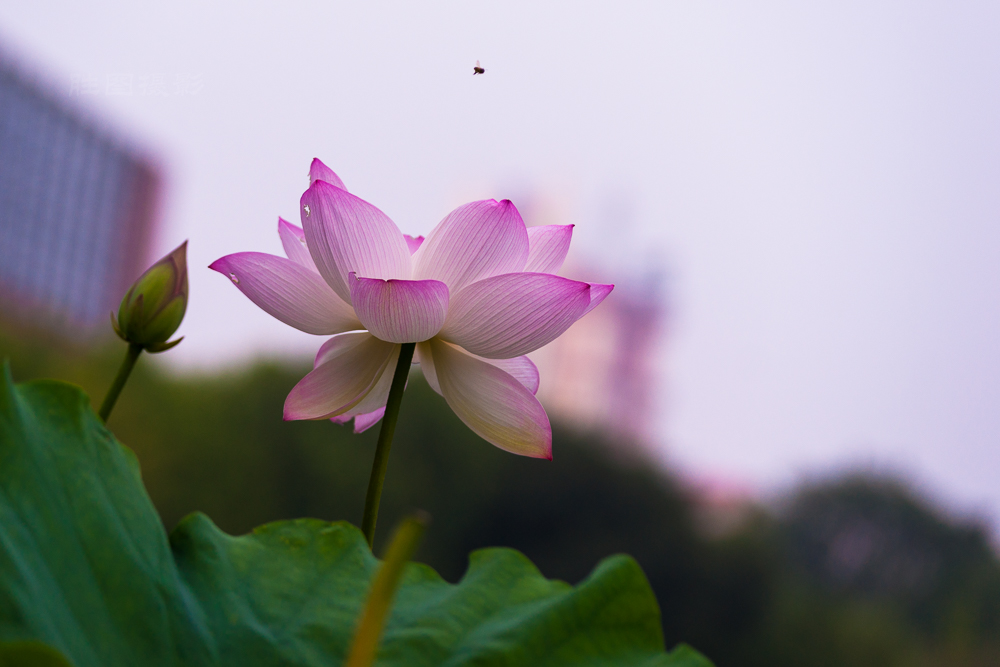 启秀园荷花20150717135 mm1-2500 秒 (